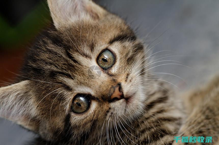 猫咪应激反应：如何通过增加饮水量改善情绪 (猫咪应激反应的危害)