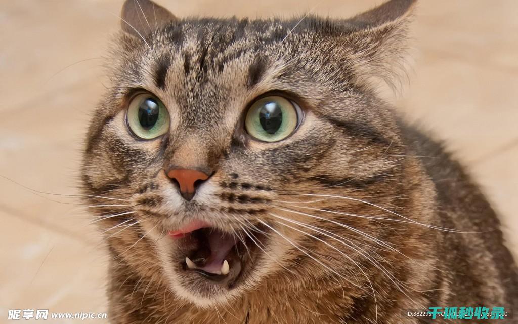 猫咪应激反应