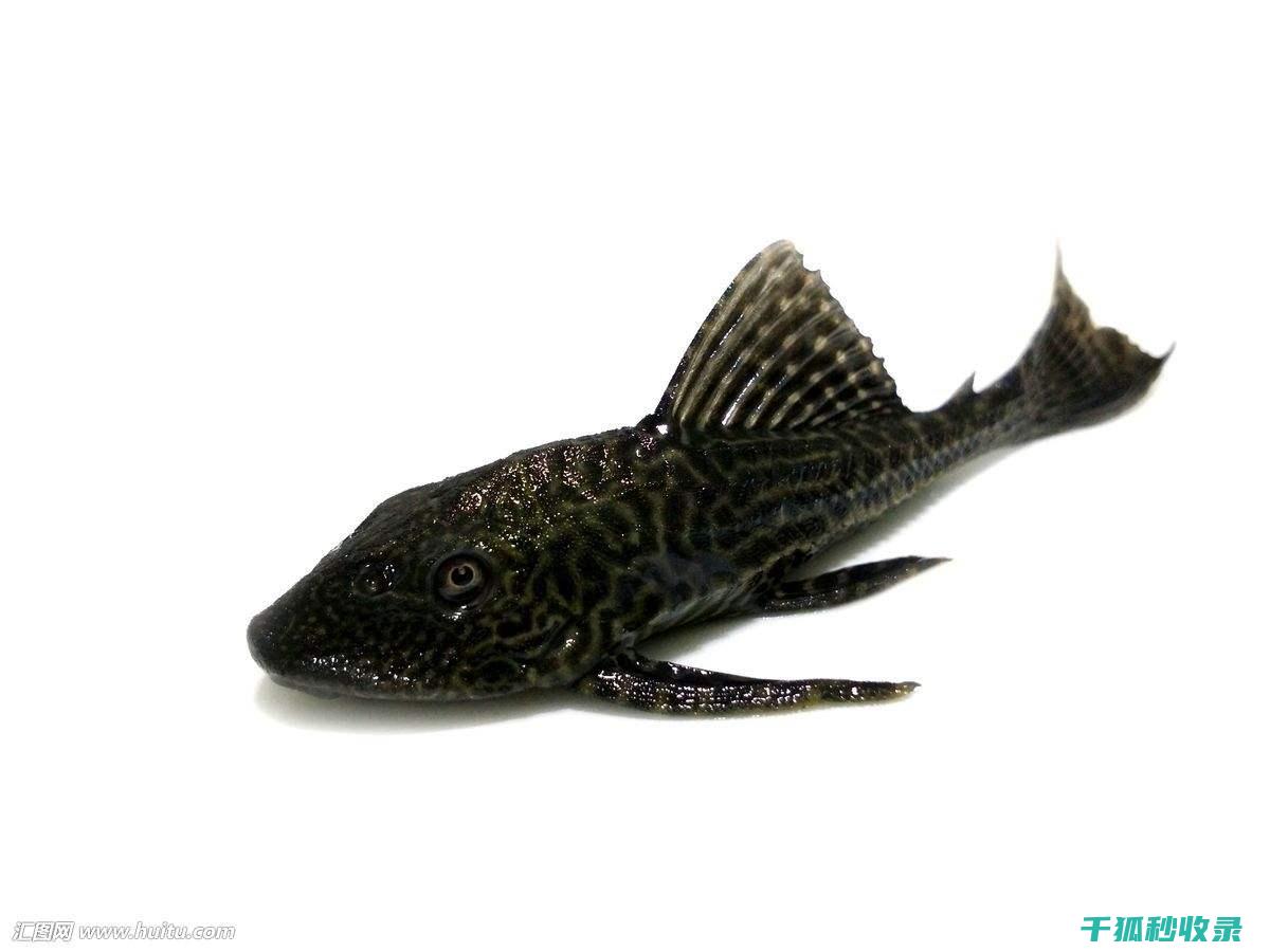 水族箱清洁误区：忽视过滤系统清洁的危害 (水族箱清洁误差标准)