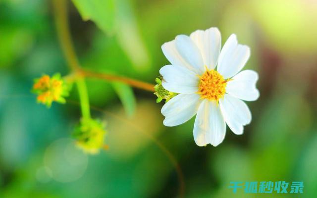 冬季花卉施肥的时机与禁忌 (冬季花卉施肥技术)
