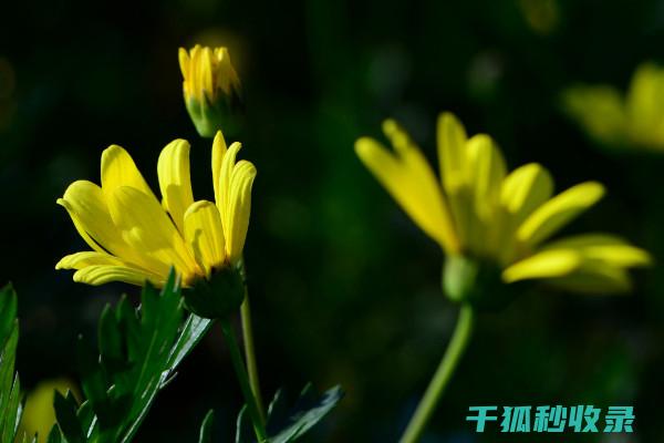 花卉施肥吗