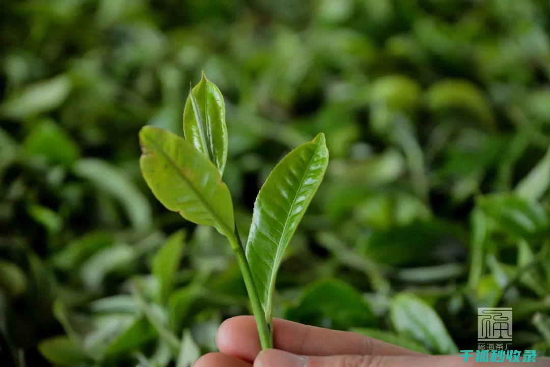 茶叶渣的创新应用：肥料、饲料和土壤改良剂的新选择 (茶叶渣的利用)