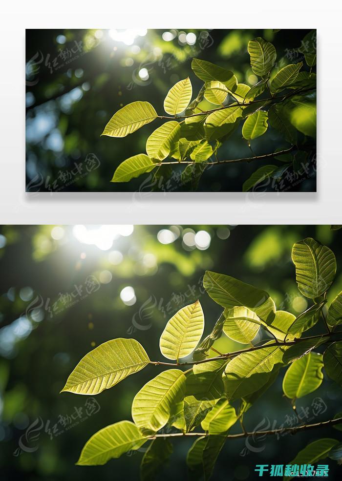 植物叶片光亮：阳光与植物的无声交流 (植物叶片光亮剂配方)