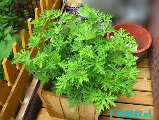 如何种植驱蚊植物：让它们成为您家中的天然卫士 (怎么种植驱蚊草)