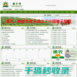 榛子网
